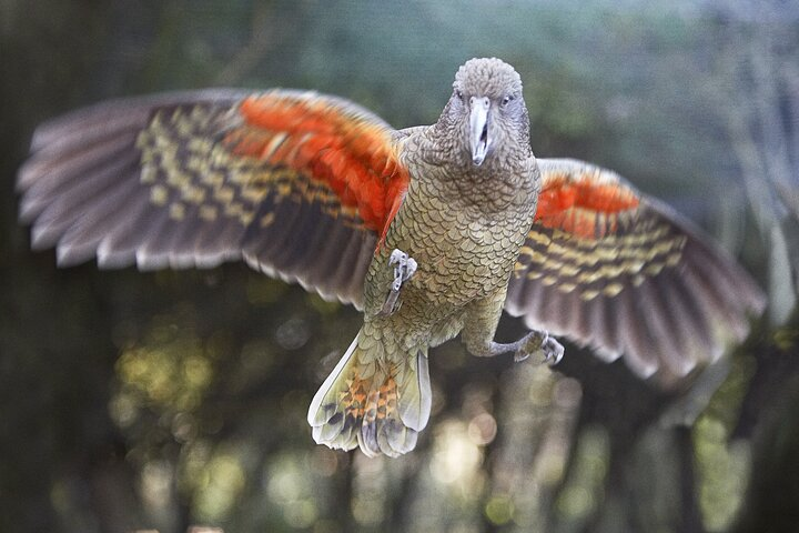 Witness the stunning flight of a kea as it showcases its colorful wings surrounded by lush greenery at Willowbank Wildlife Reserve home to New Zealand's unique wildlife.